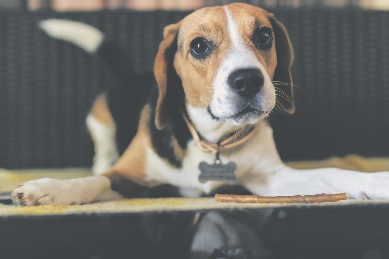 Munícipes poderão fazer o RG Animal nas bibliotecas