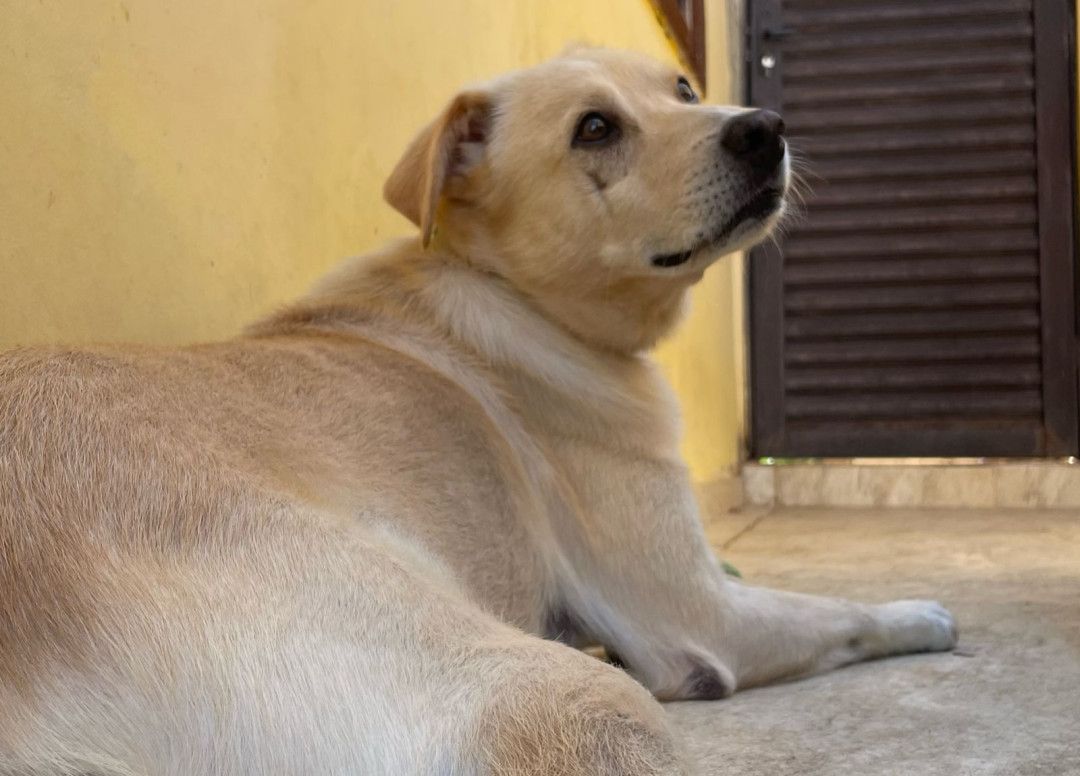 Localiza pet