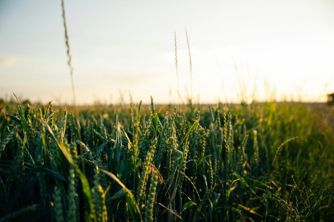 Tecnologia inova o campo e agronegócio em 2025