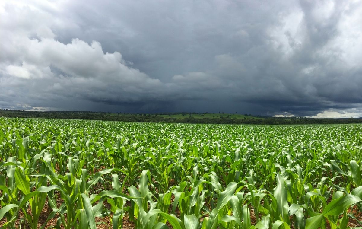 José Roberto Colnaghi/ Agricultura
