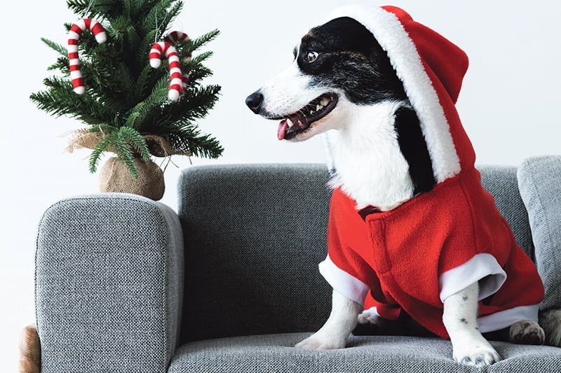 dog