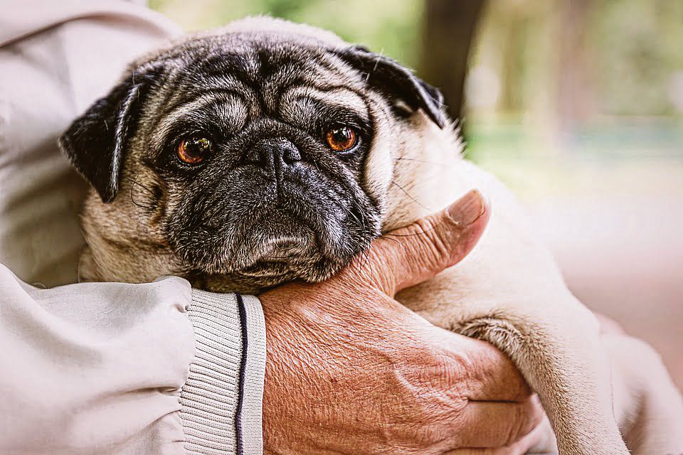 Como cuidar de pets mais velhos