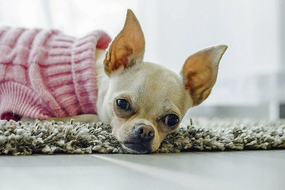 sec - pets (2)