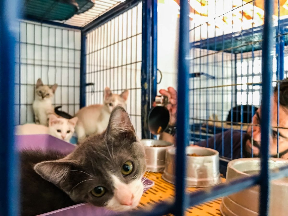 Gatos