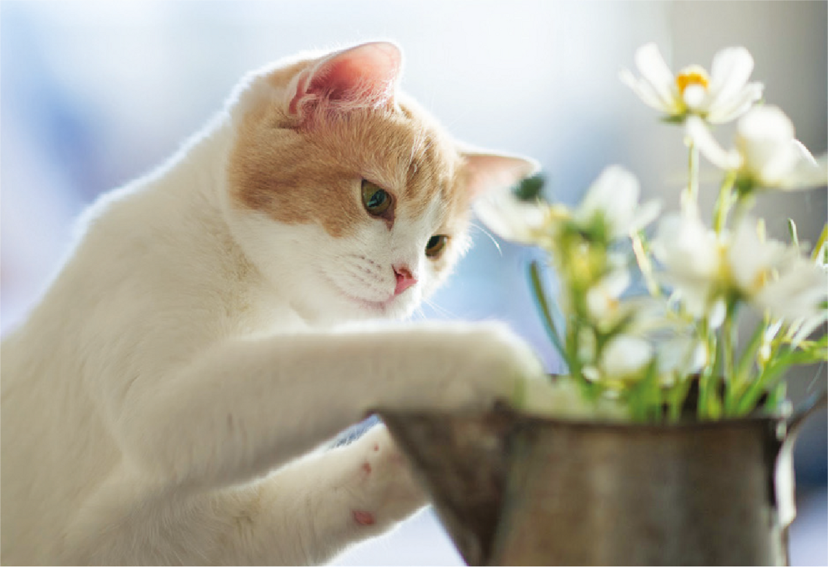 Plantas venenosa para o pet