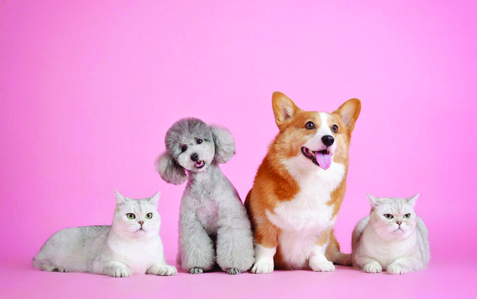 sec 6 - pets