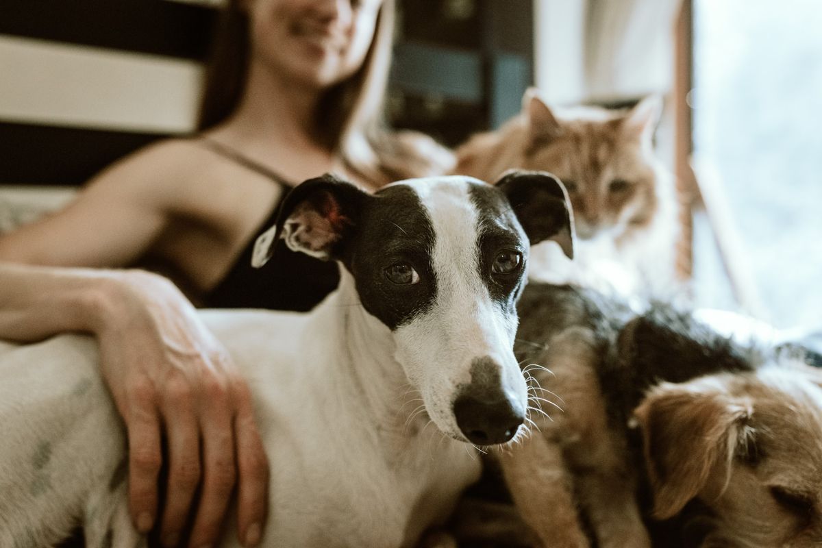 sec 6 - pets