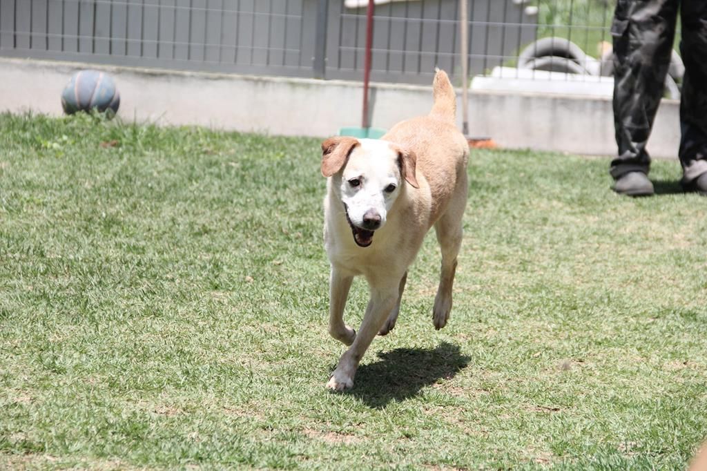 Castração de animais em Barueri