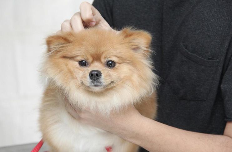 Barueri abre agendamento para castração gratuita de pets no dia 30