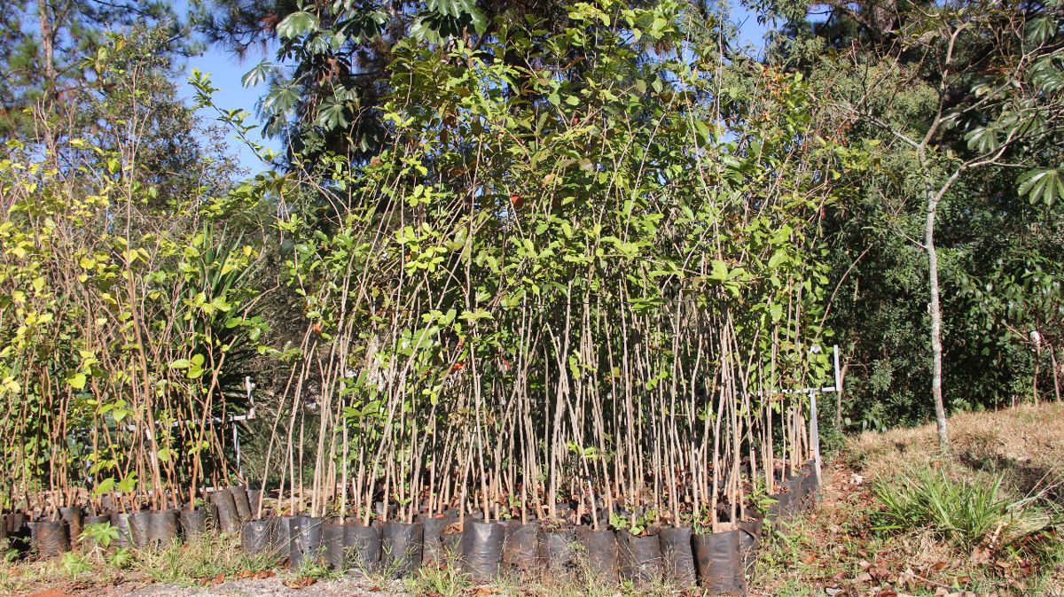 Meio ambiente Barueri
