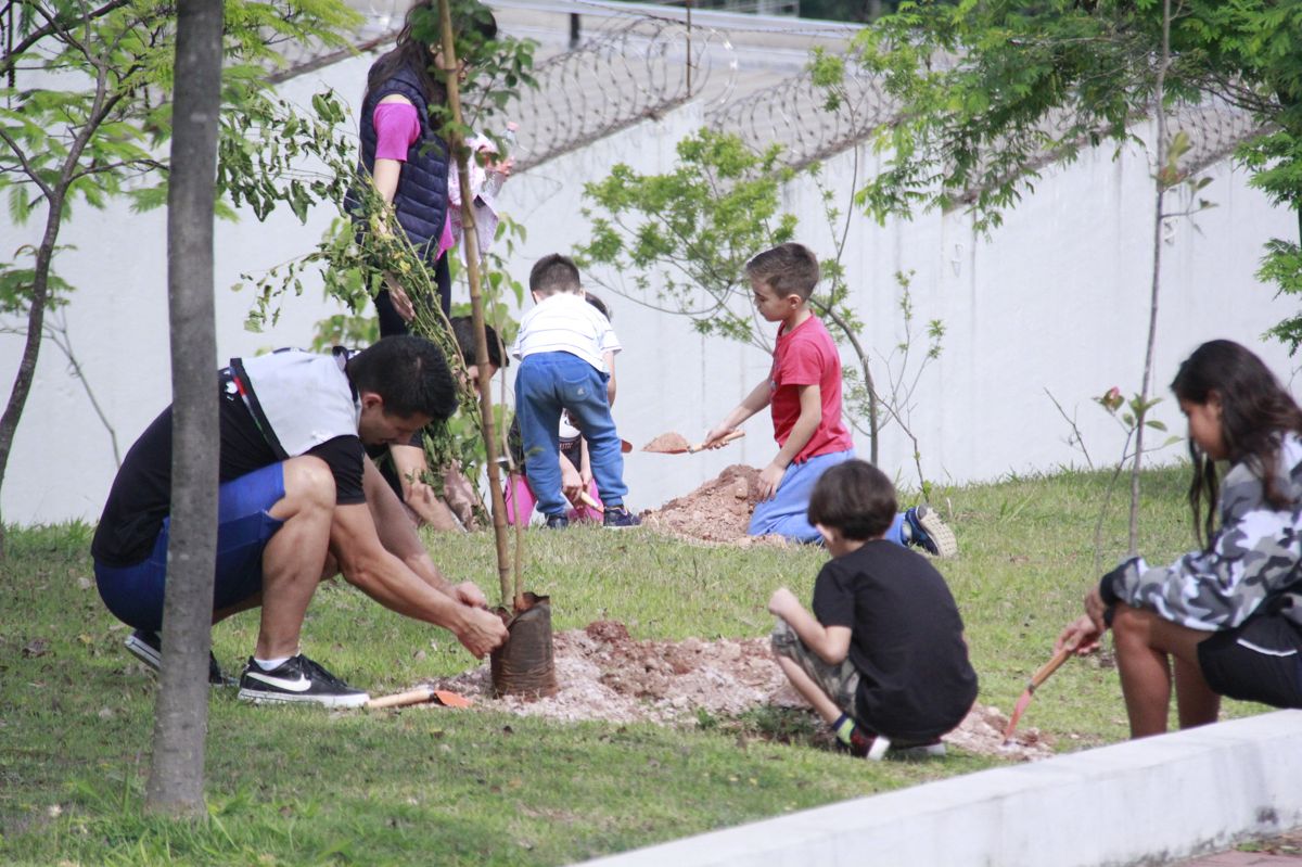 Em busca de ar mais limpo, Barueri quer plantar 500 árvores por mês