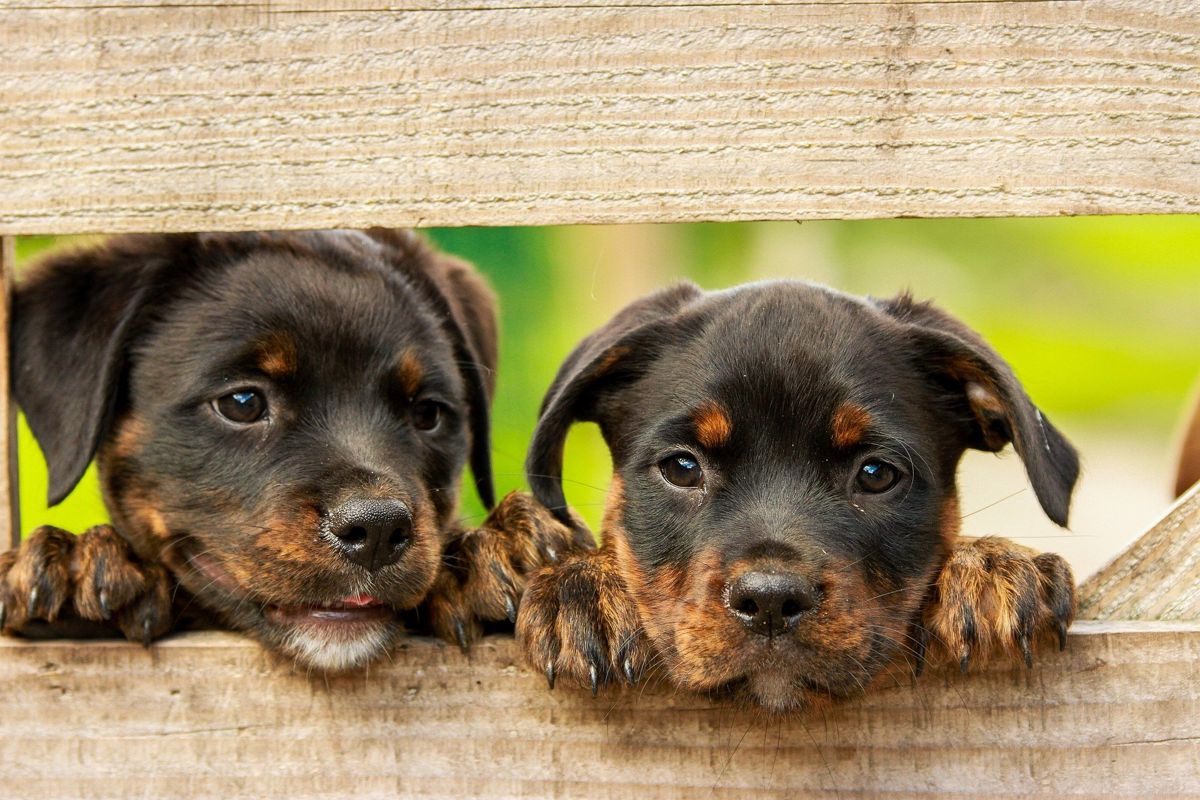 Parque Shopping Barueri terá feira de adoção de pets no sábado (9)