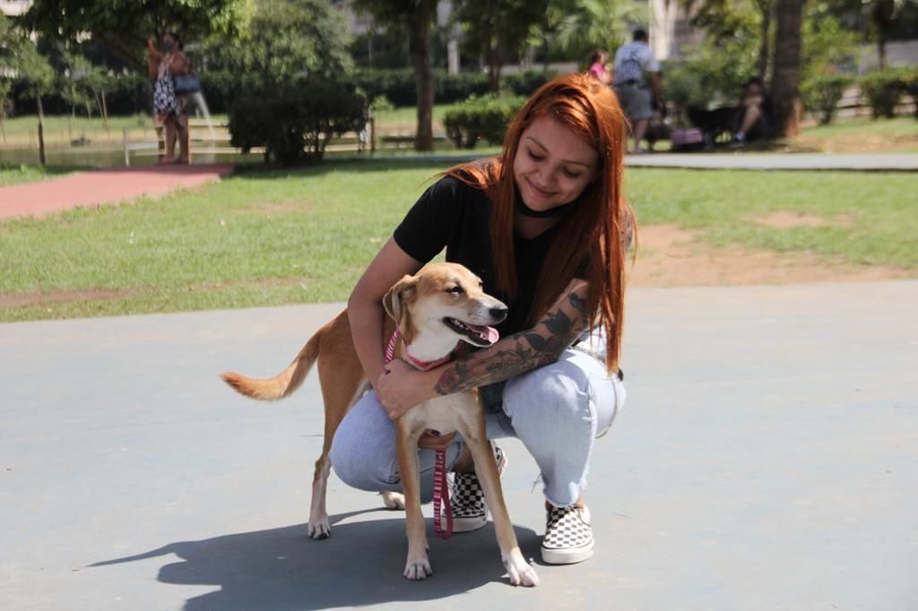 feira de adoção de cães barueri