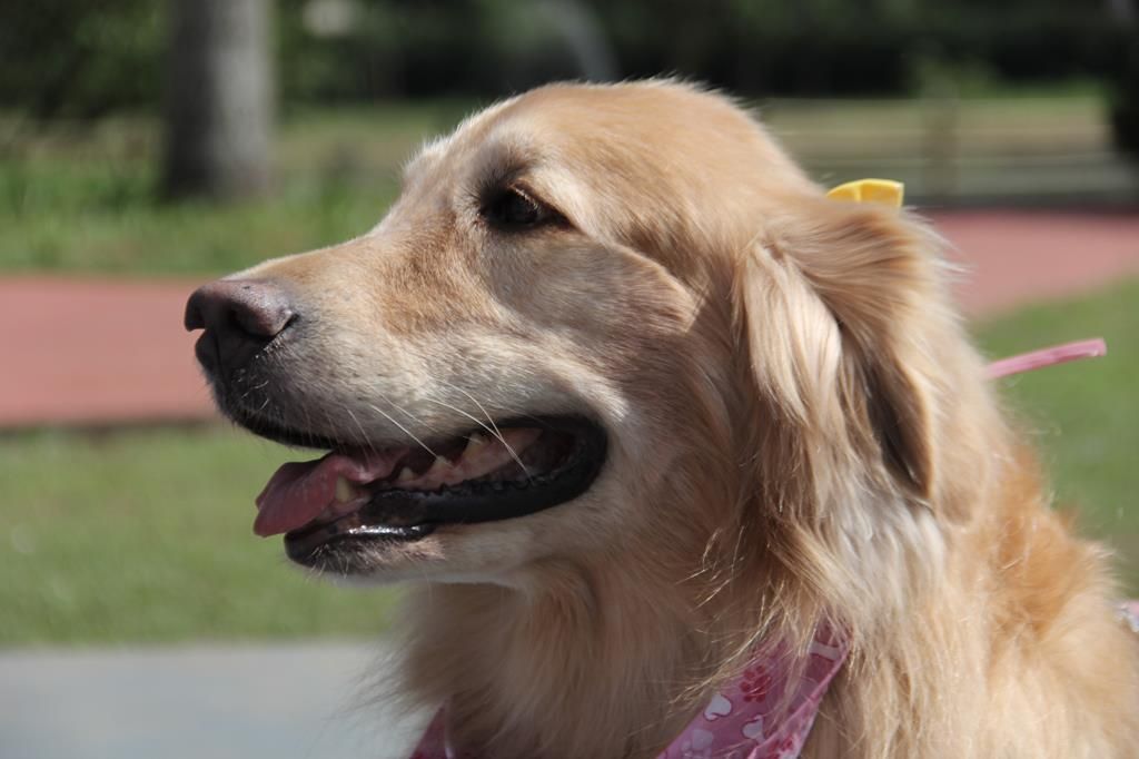 agendamento castração de pets Barueri