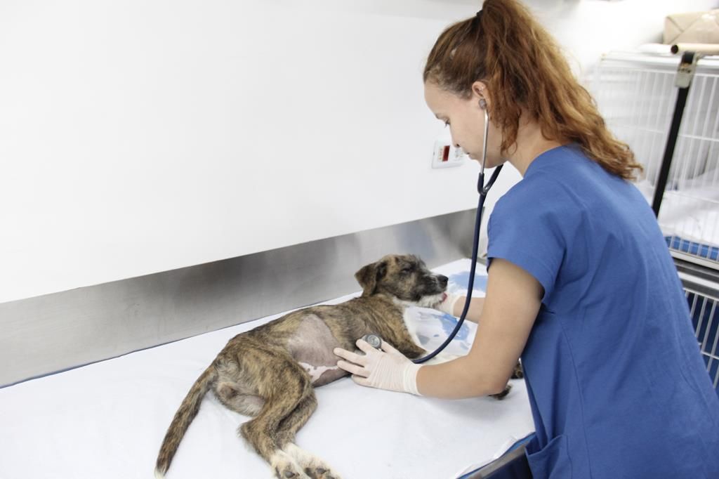 castração pets barueri