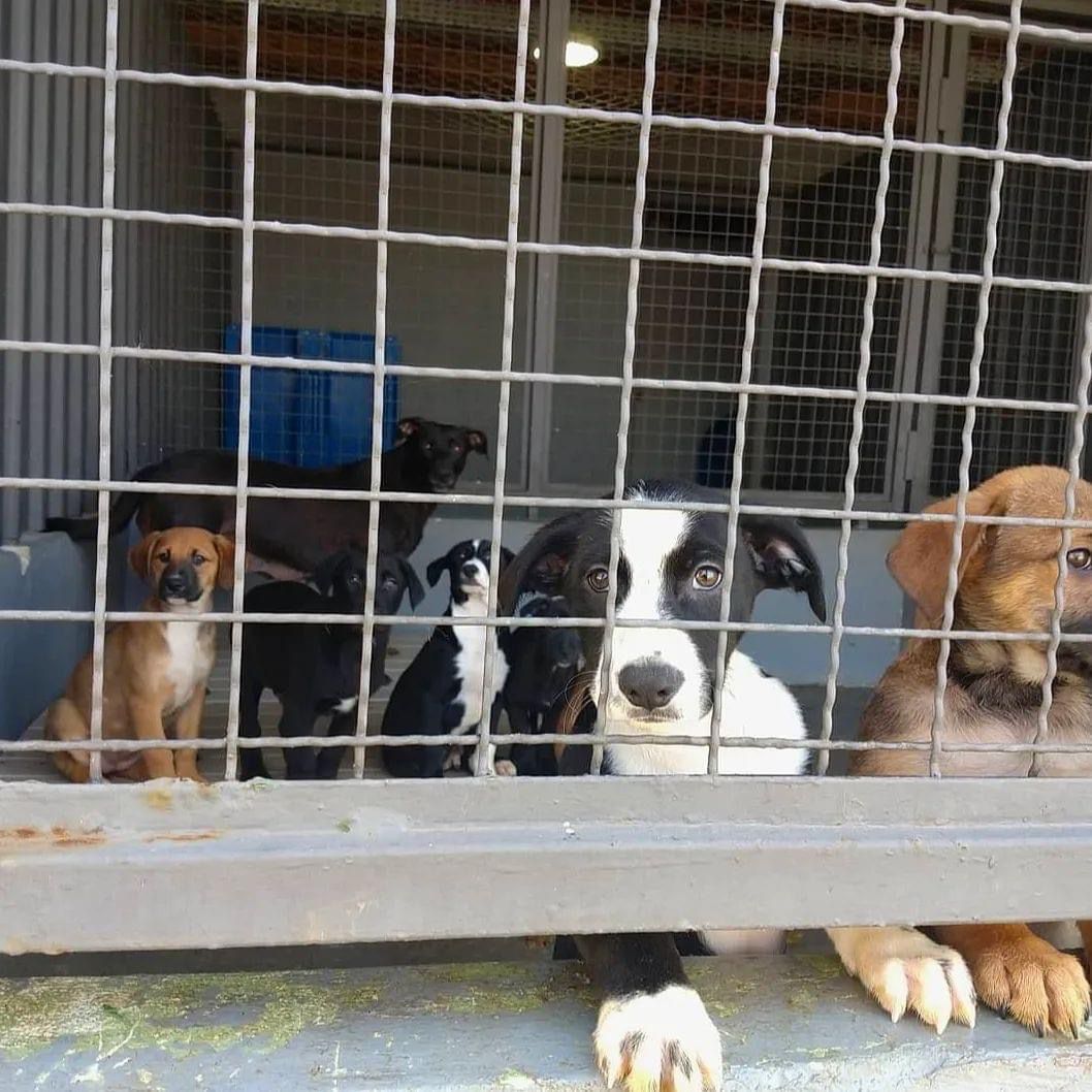feira de adoção pets barueri