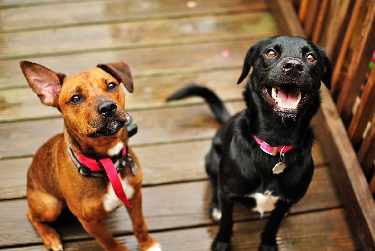 feira de adoção de cães barueri