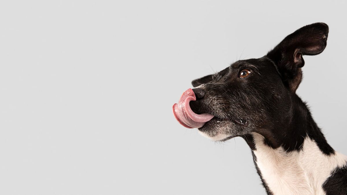feria adoção cães barueri
