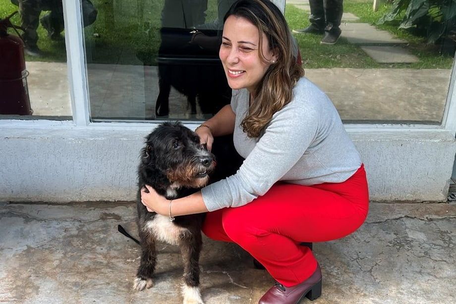 feira adoção pets Barueri agosto