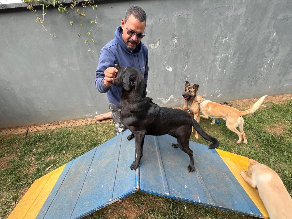 feira adoção pets barueri setembro