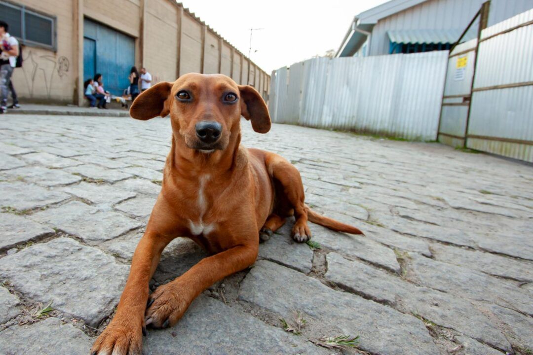caramelo-cachorro-1536x1024