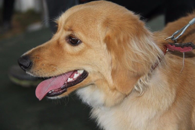 Dia Animal programação Parque