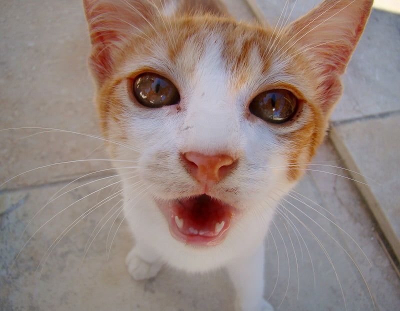 Barueri tem nova lei para a proteção de animais domésticos
