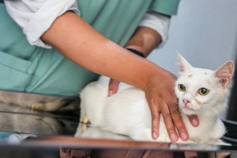Cachorro em quintal com vegetação, ambiente de risco para picadas de animais peçonhentos