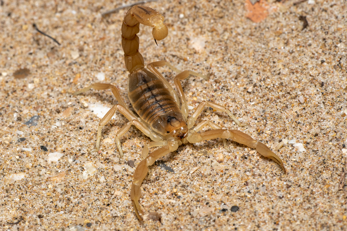 Dangerous yellow scorpion poised defensively on sandy ground in Valencia, Spain.