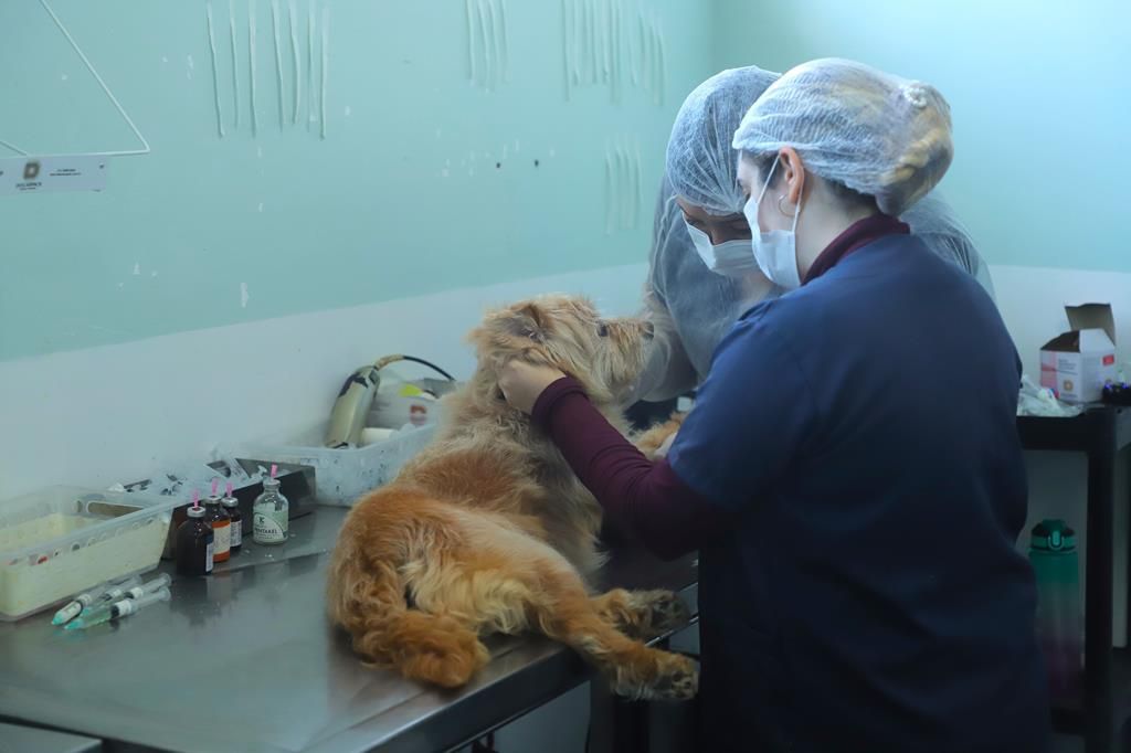Veterinária da Prefeitura de Barueri examina cão durante ação de prevenção à leishmaniose